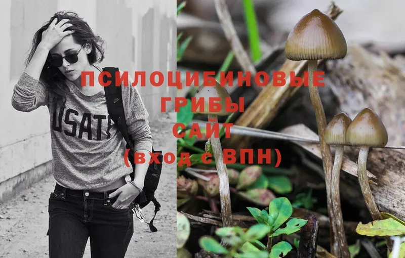 закладки  Уяр  Галлюциногенные грибы Psilocybe 